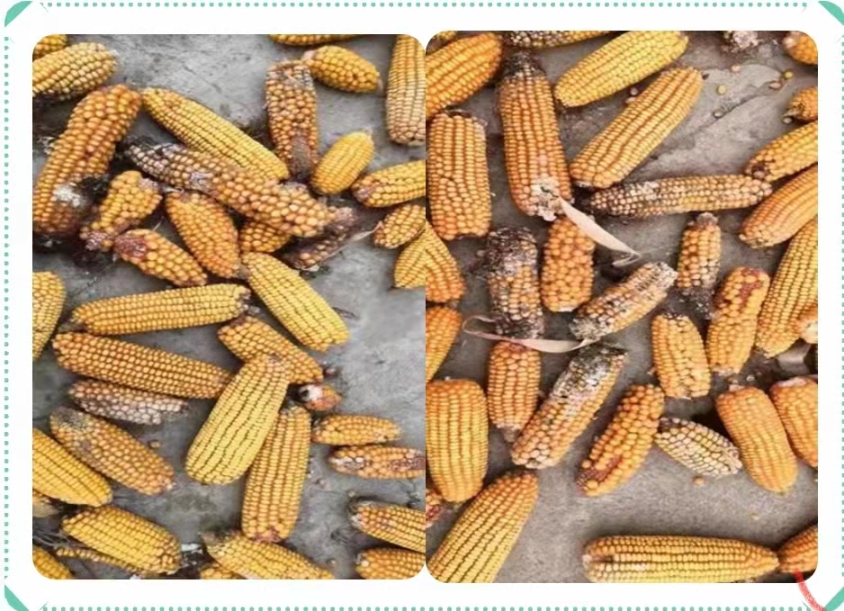 1633944165636797.jpg cdccb8d28706dbaa05201f1a62eae9d.jpg